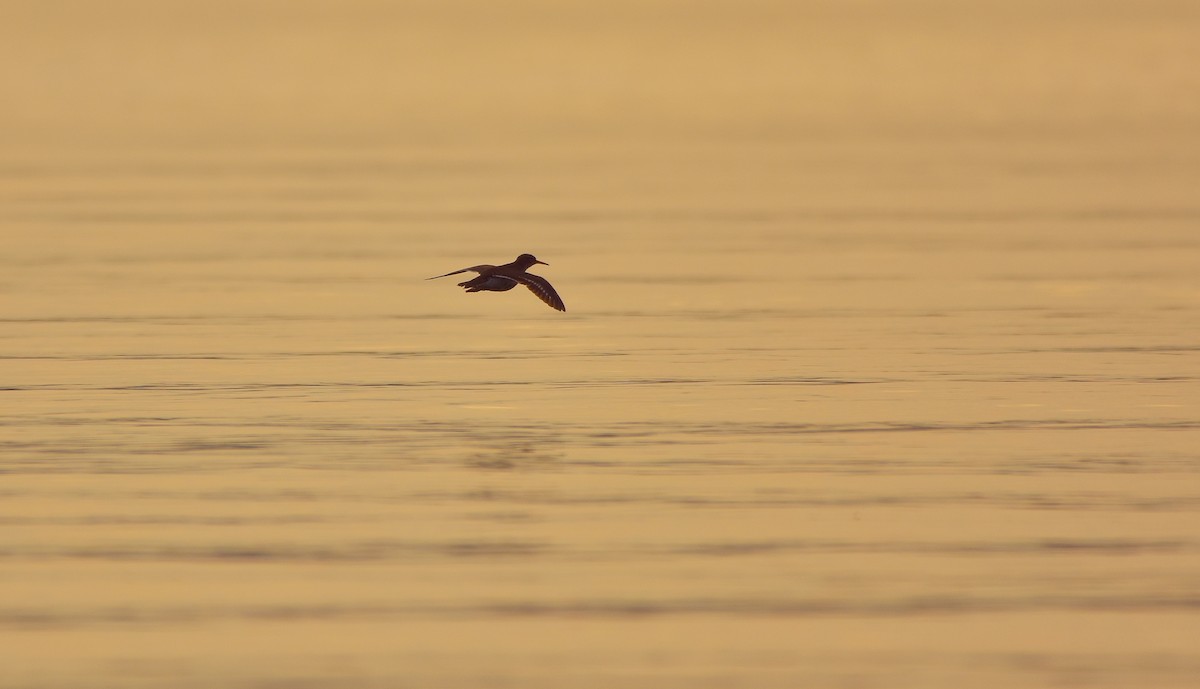 Spotted Sandpiper - ML620743280