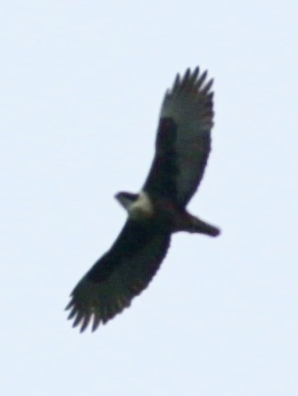 Rufous-bellied Eagle - ML620743281