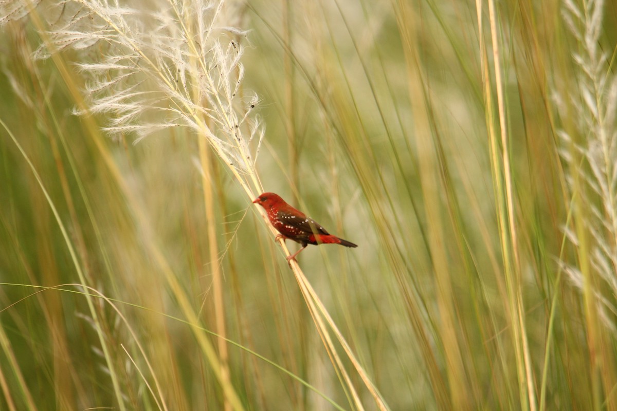 Red Avadavat - ML620743296