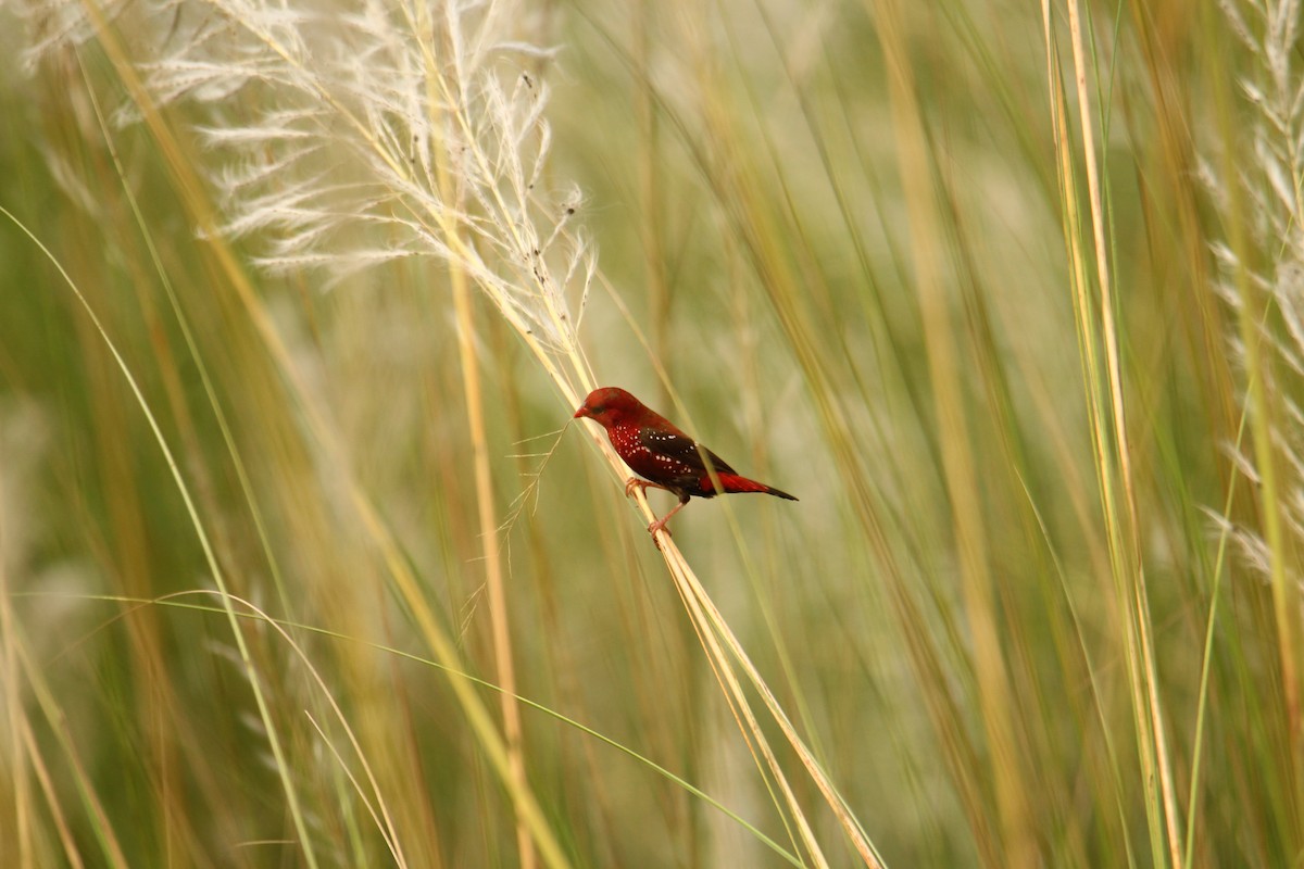 Red Avadavat - ML620743297