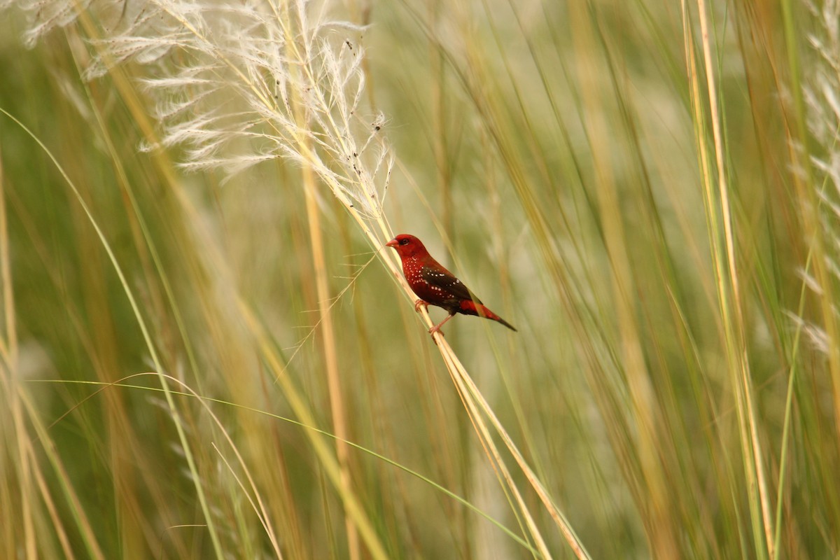 Red Avadavat - ML620743298