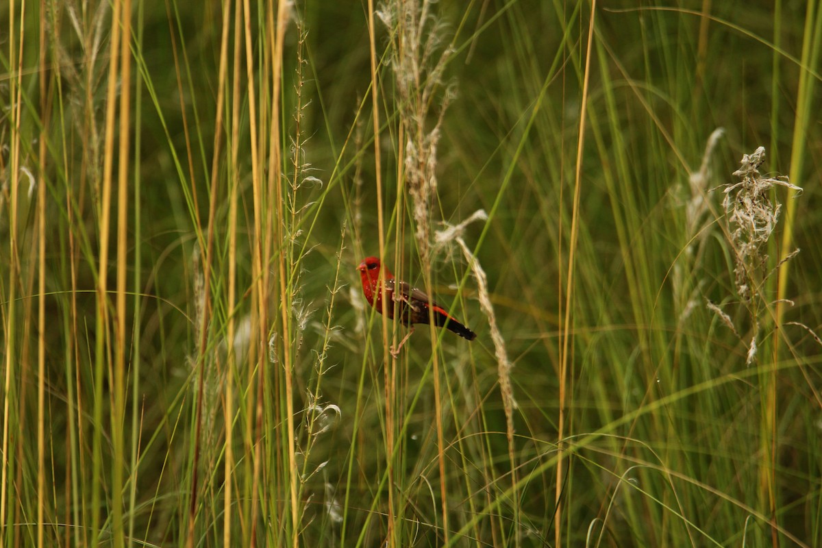 Red Avadavat - ML620743299