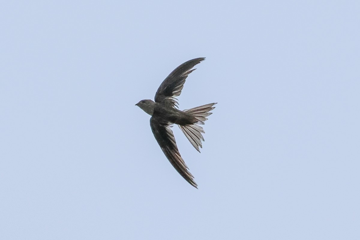 Asian Palm Swift - ML620743300