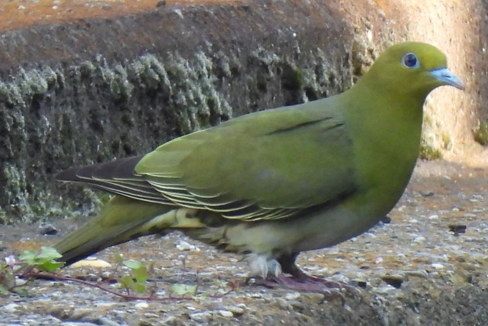 White-bellied Green-Pigeon - ML620743301