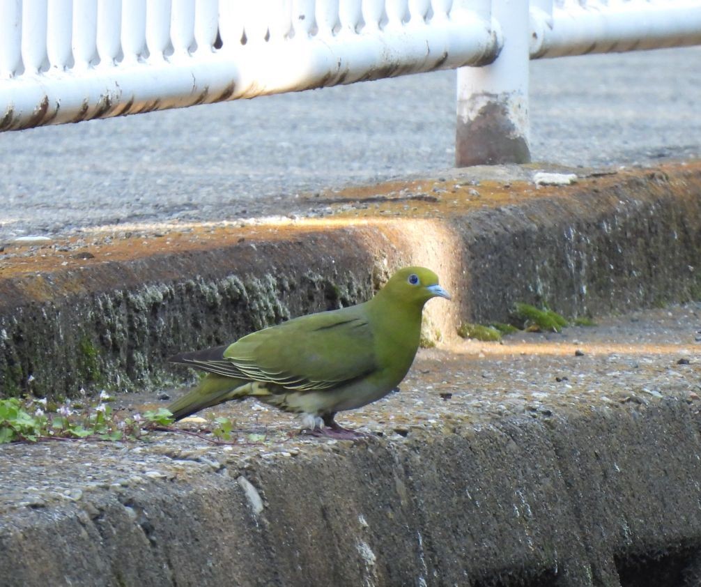 White-bellied Green-Pigeon - ML620743302