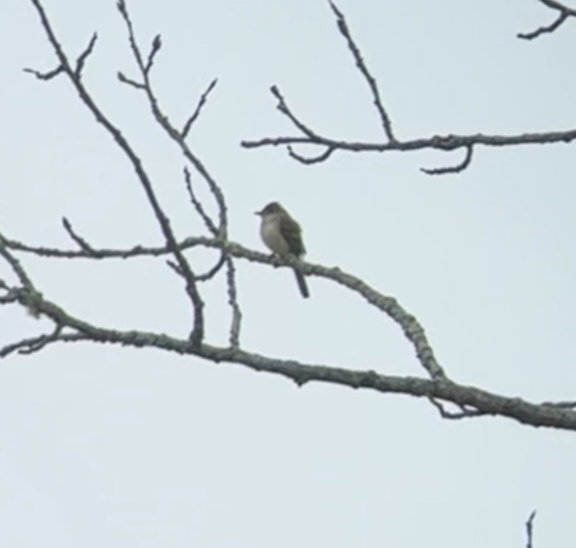 Willow Flycatcher - Elizabeth Middleton