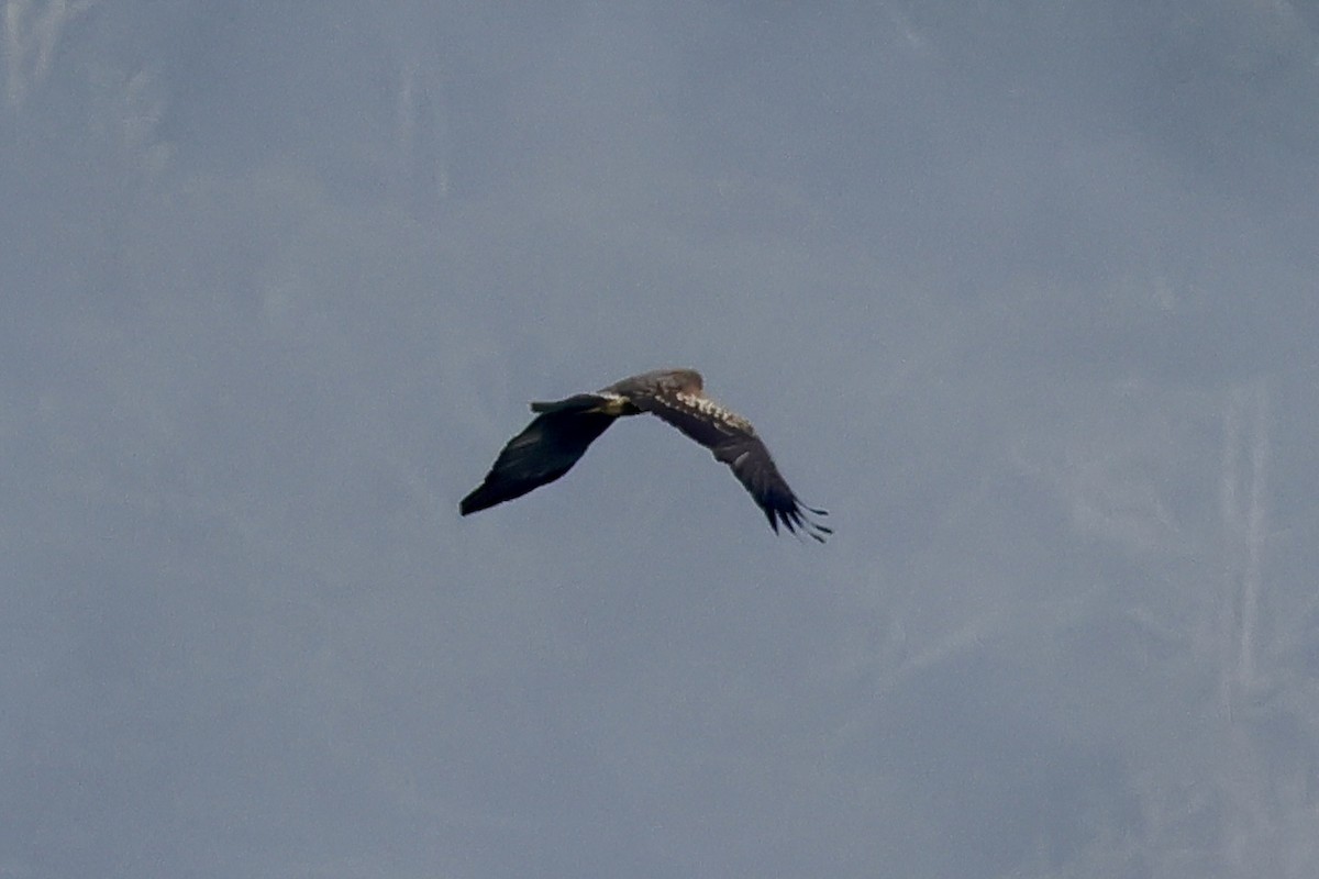 Sulawesi Hawk-Eagle - ML620743309
