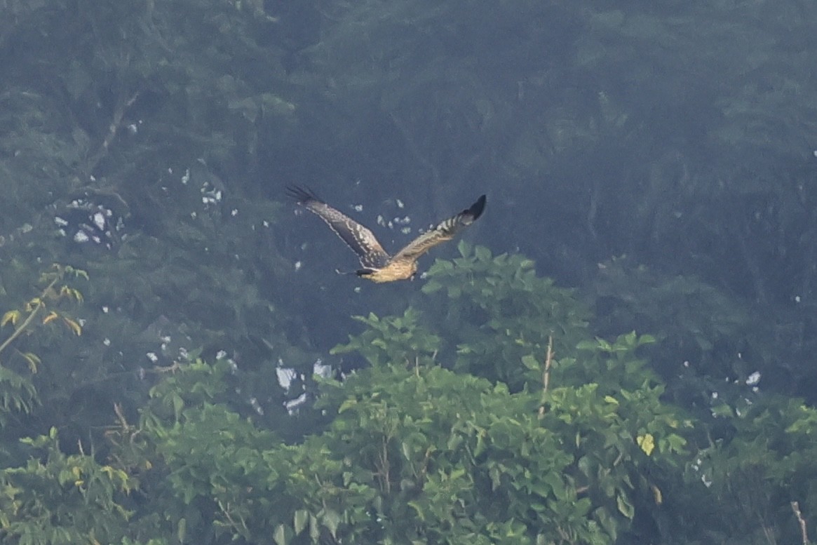 Sulawesi Hawk-Eagle - ML620743310