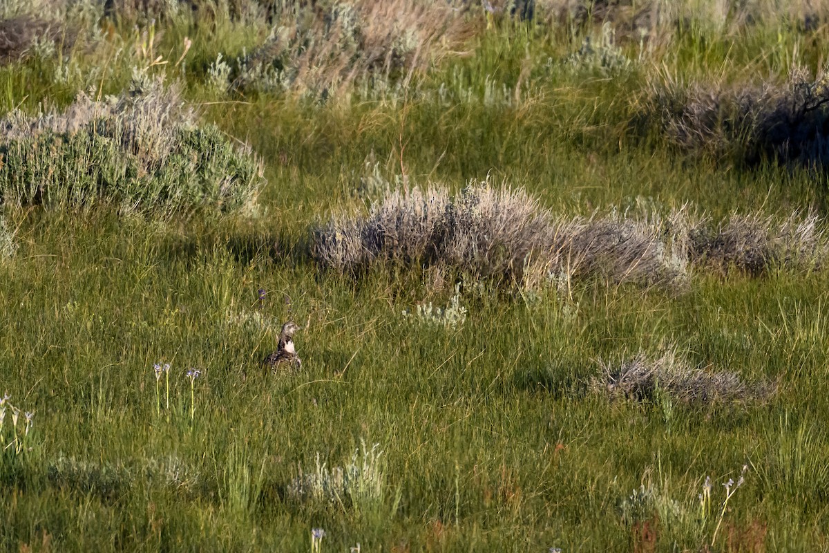 Greater Sage-Grouse - ML620743314