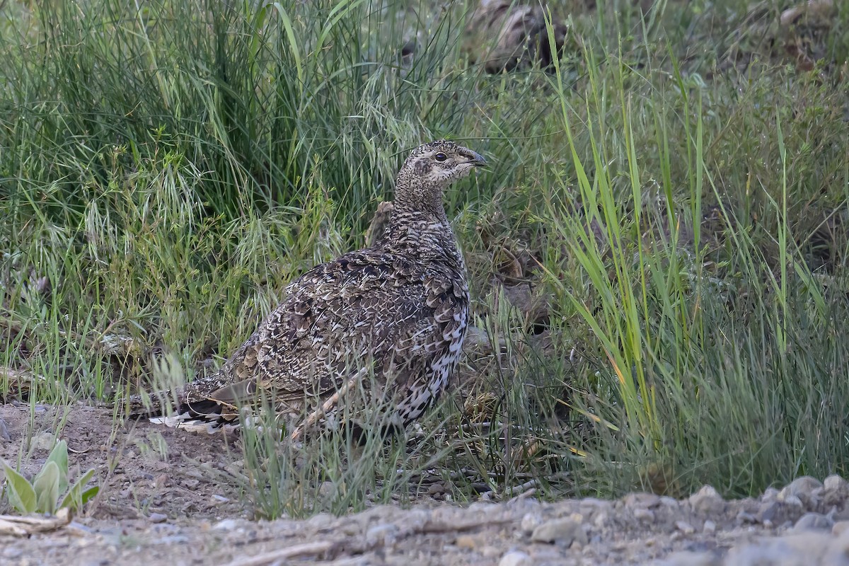 Greater Sage-Grouse - ML620743315