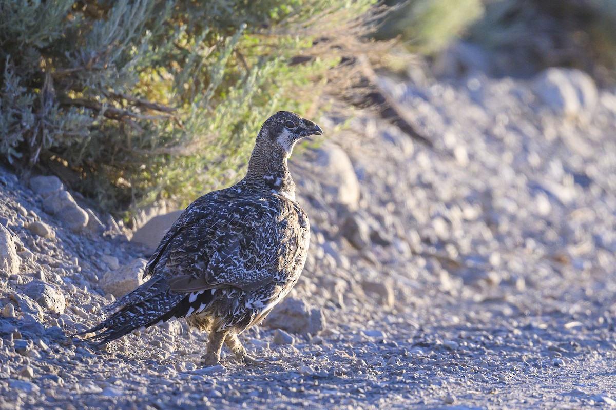 Greater Sage-Grouse - ML620743319