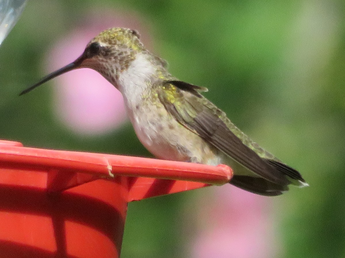 Black-chinned Hummingbird - ML620743321