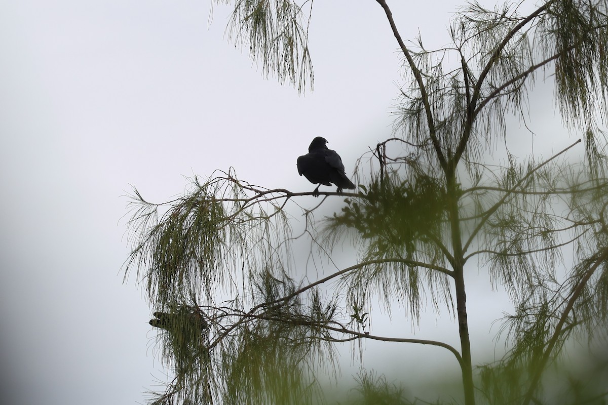 Large-billed Crow - ML620743322