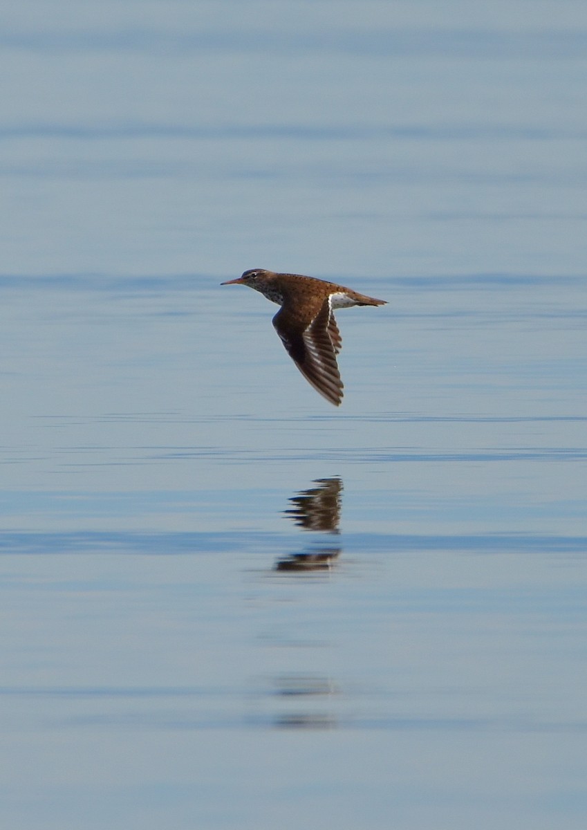 Spotted Sandpiper - ML620743326