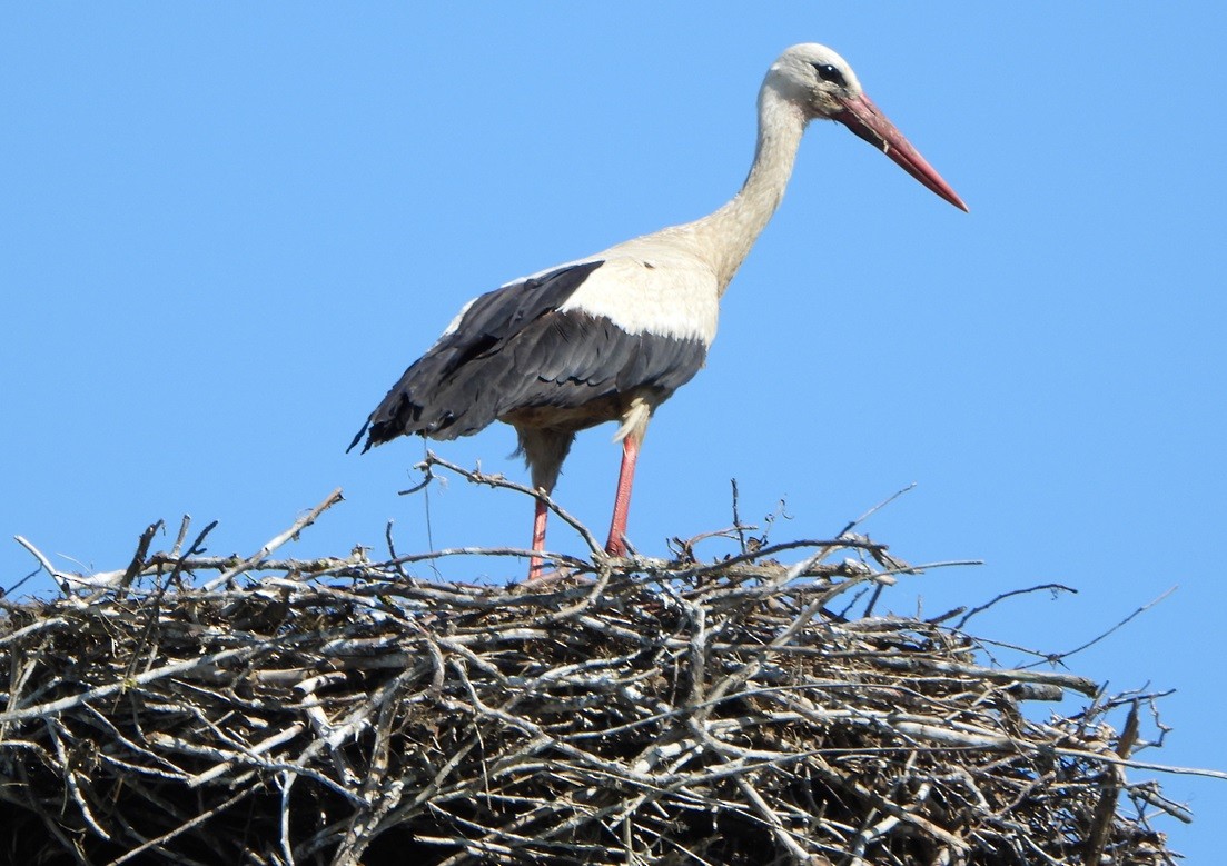 White Stork - ML620743334