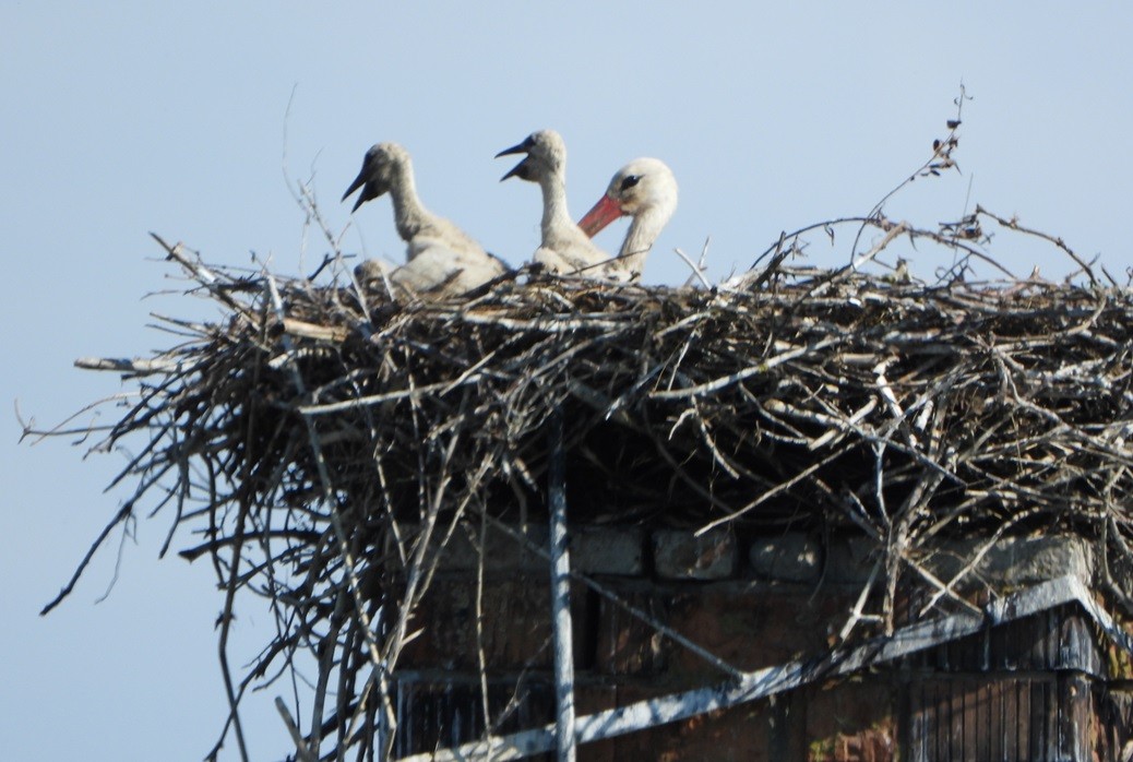 White Stork - ML620743335