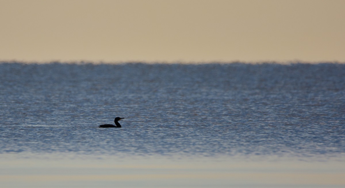 Cormoran à aigrettes - ML620743340