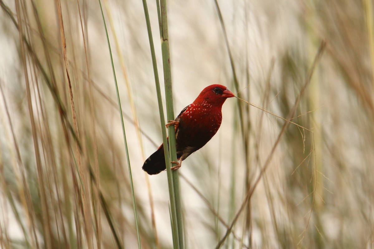 Red Avadavat - ML620743347