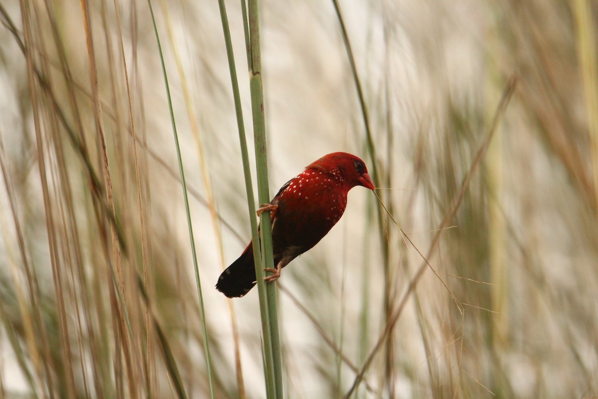 Red Avadavat - ML620743348