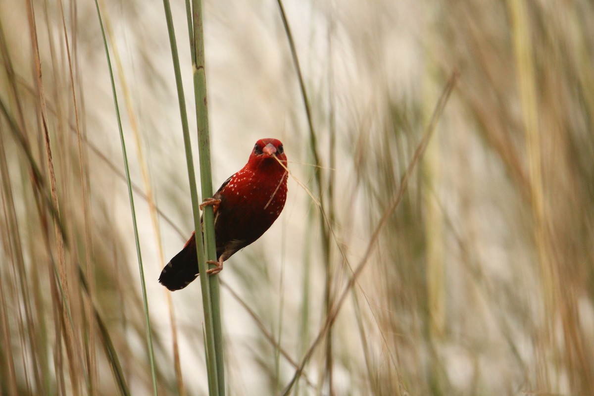 Bengali rouge - ML620743349