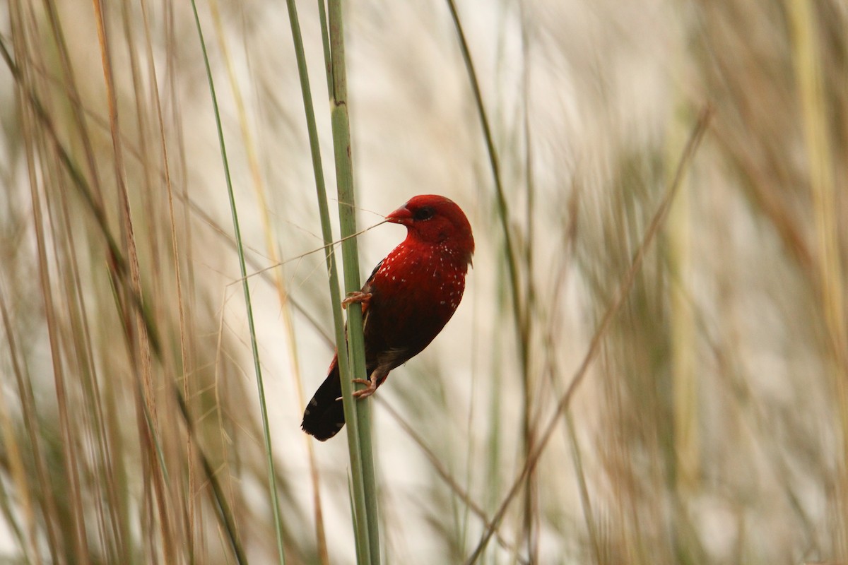 Red Avadavat - ML620743350