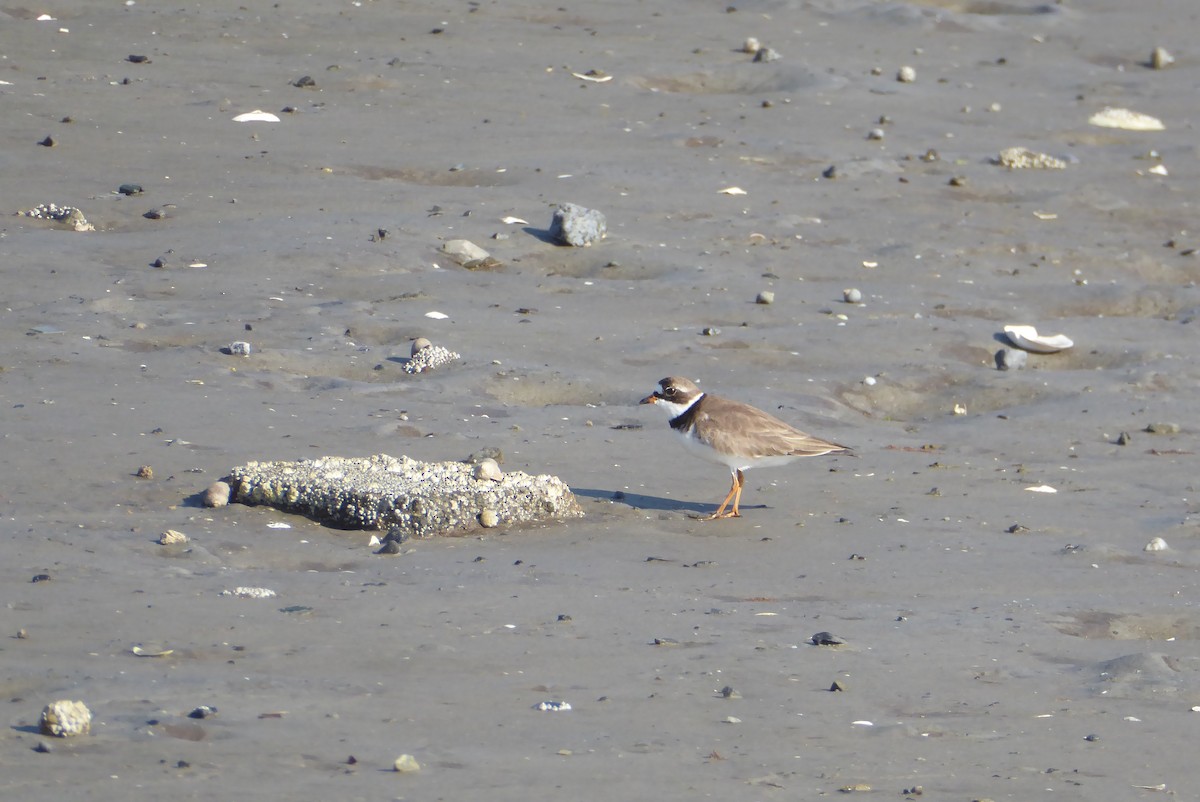 Semipalmated Plover - ML620743351