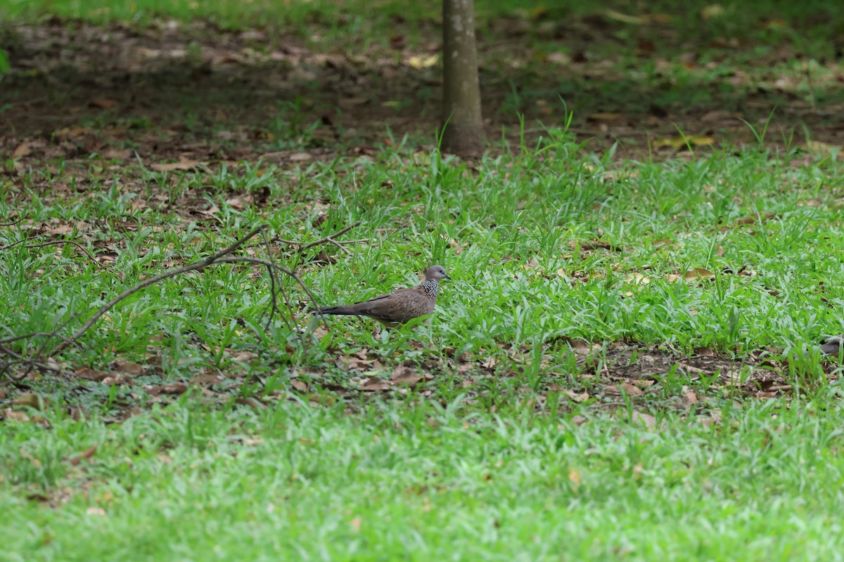 Spotted Dove - ML620743353