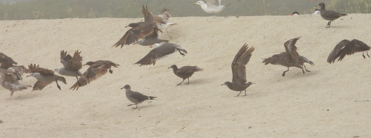 Heermann's Gull - Bill Holland