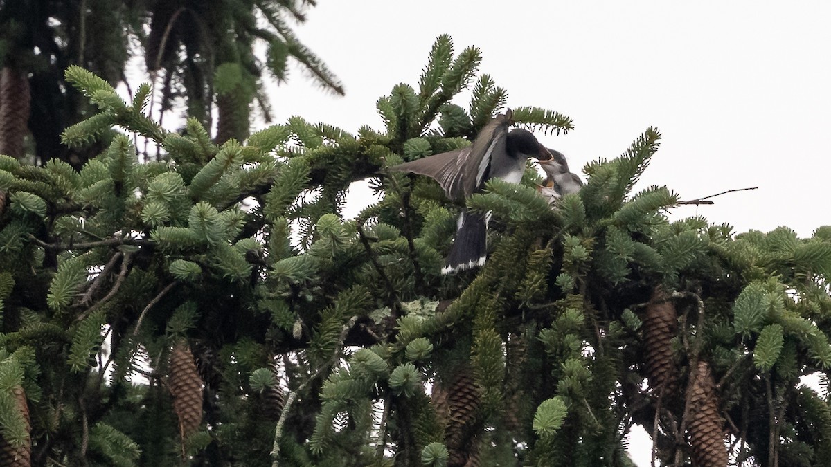 Eastern Kingbird - ML620743358