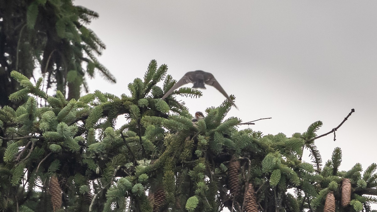 Eastern Kingbird - ML620743359