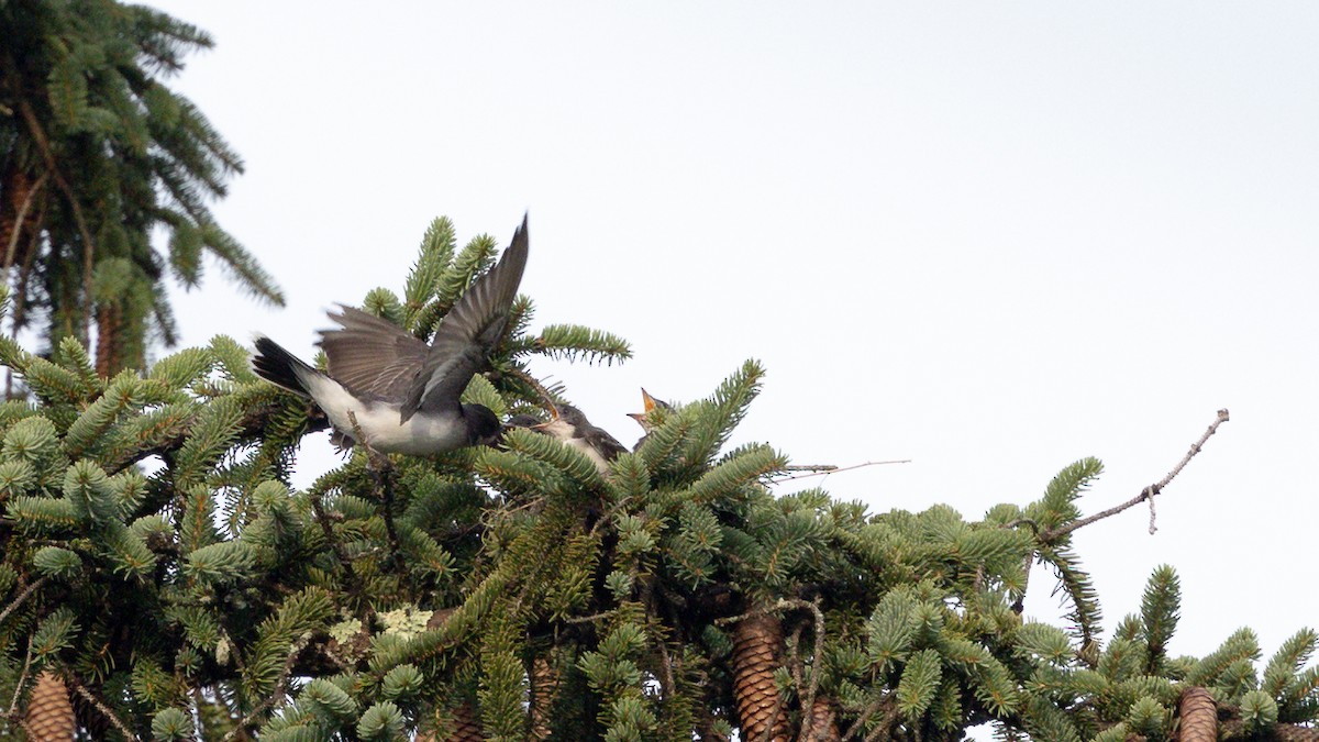 Eastern Kingbird - ML620743360