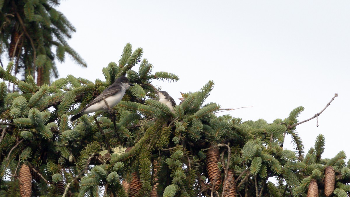 Eastern Kingbird - ML620743361