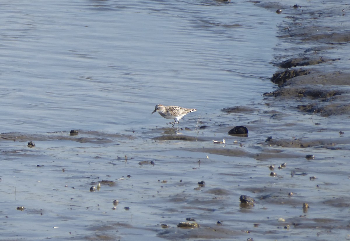 Semipalmated Sandpiper - ML620743365