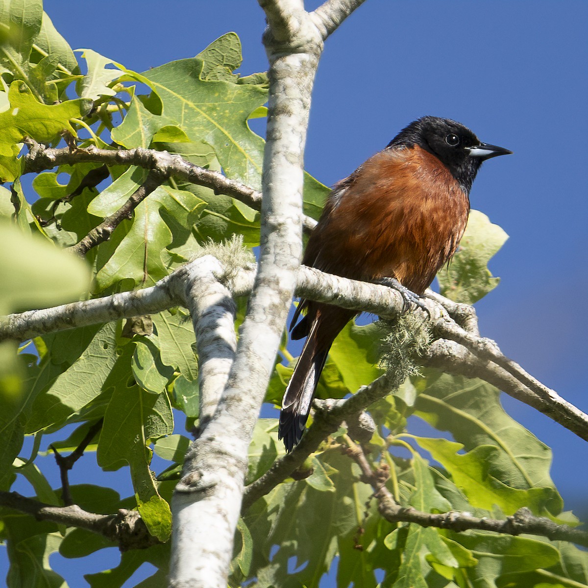 Orchard Oriole - ML620743369