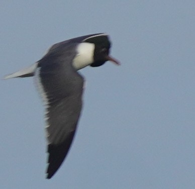 Mouette atricille - ML620743372