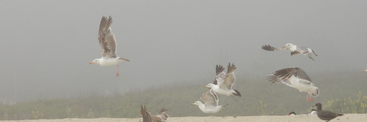 Gaviota Californiana - ML620743376