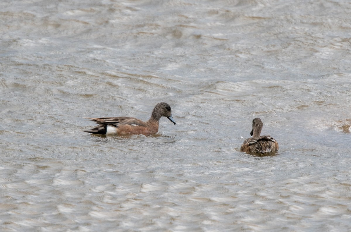 American Wigeon - ML620743378