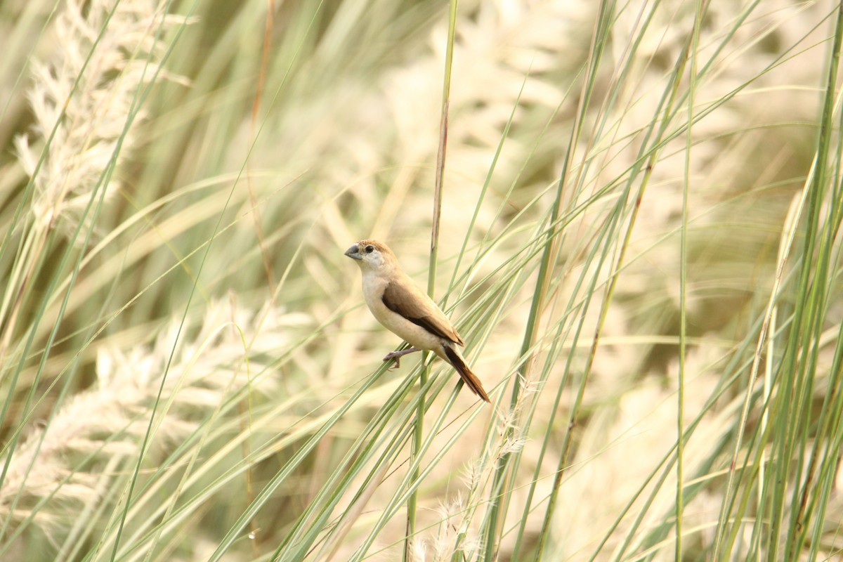 Indian Silverbill - ML620743379