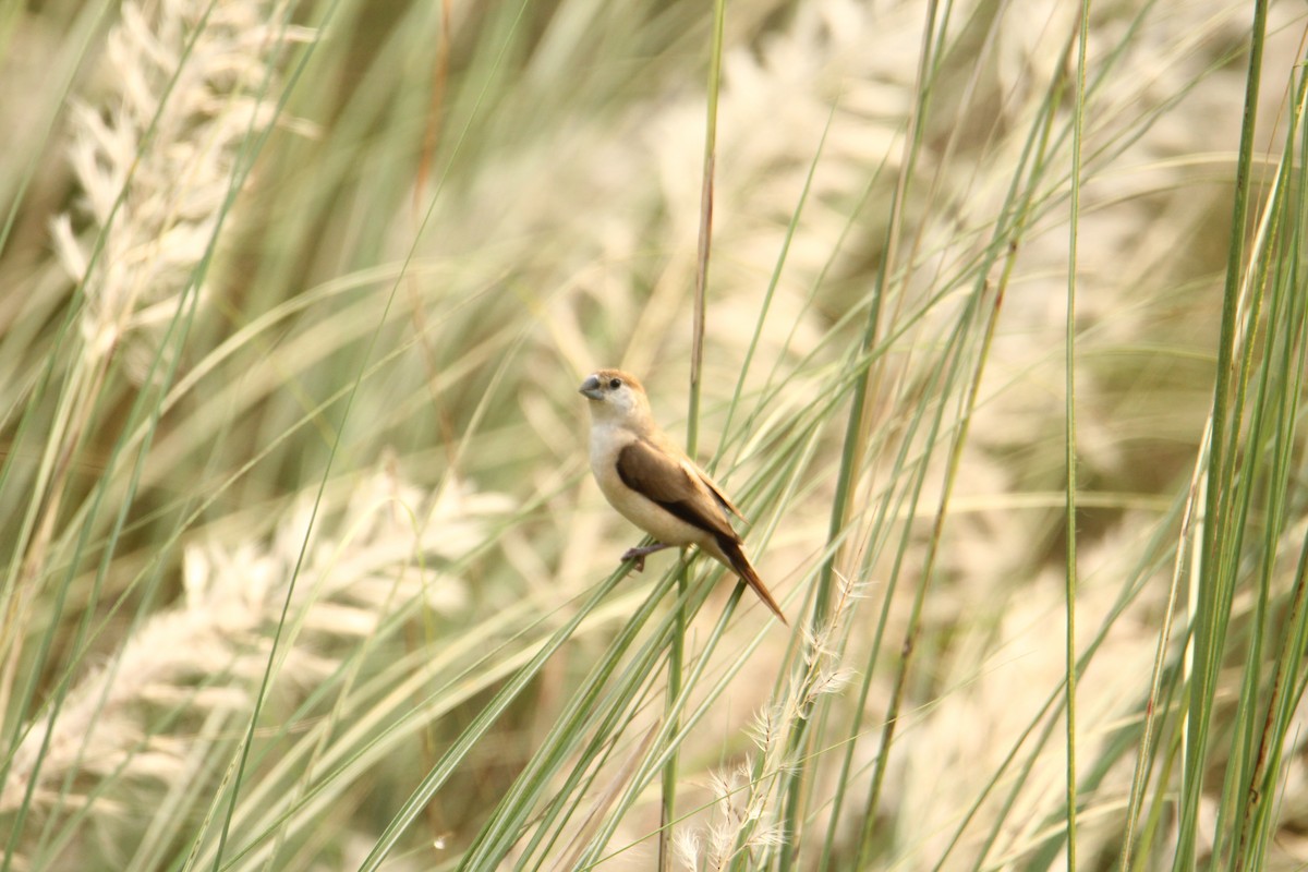 Indian Silverbill - ML620743380