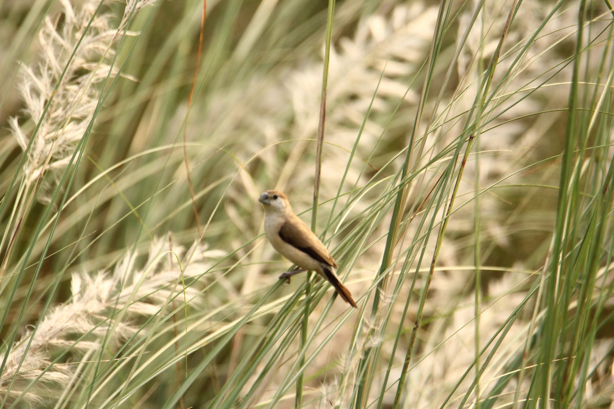 Indian Silverbill - ML620743382