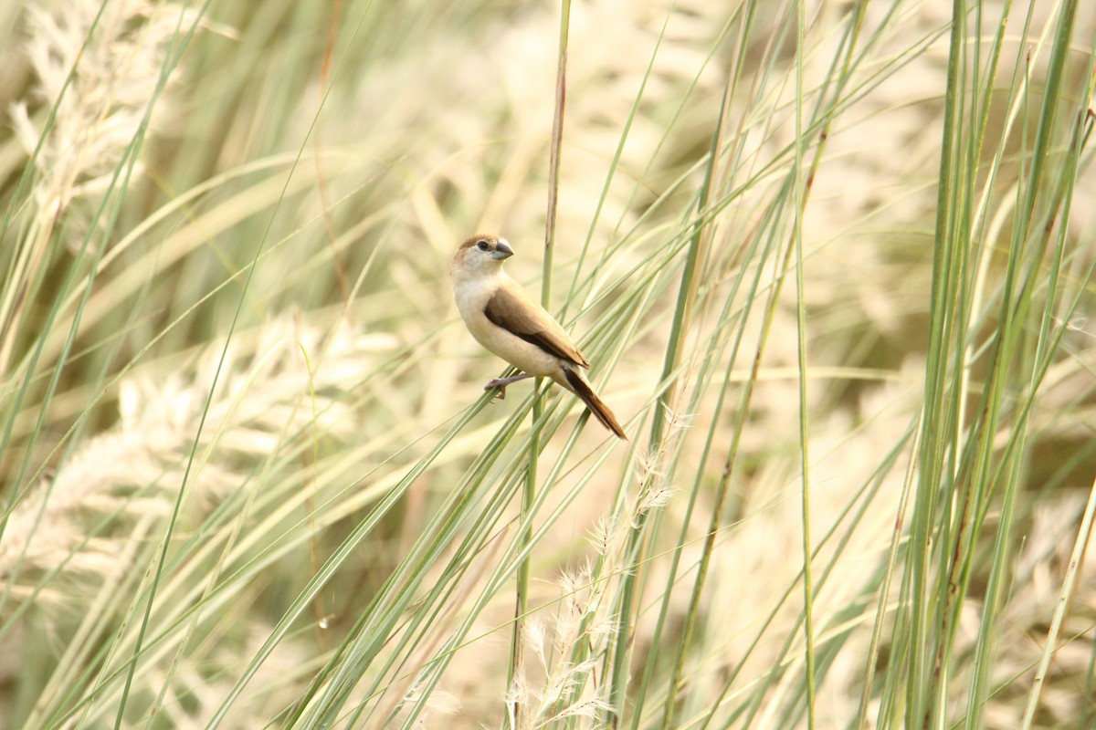 Indian Silverbill - ML620743383