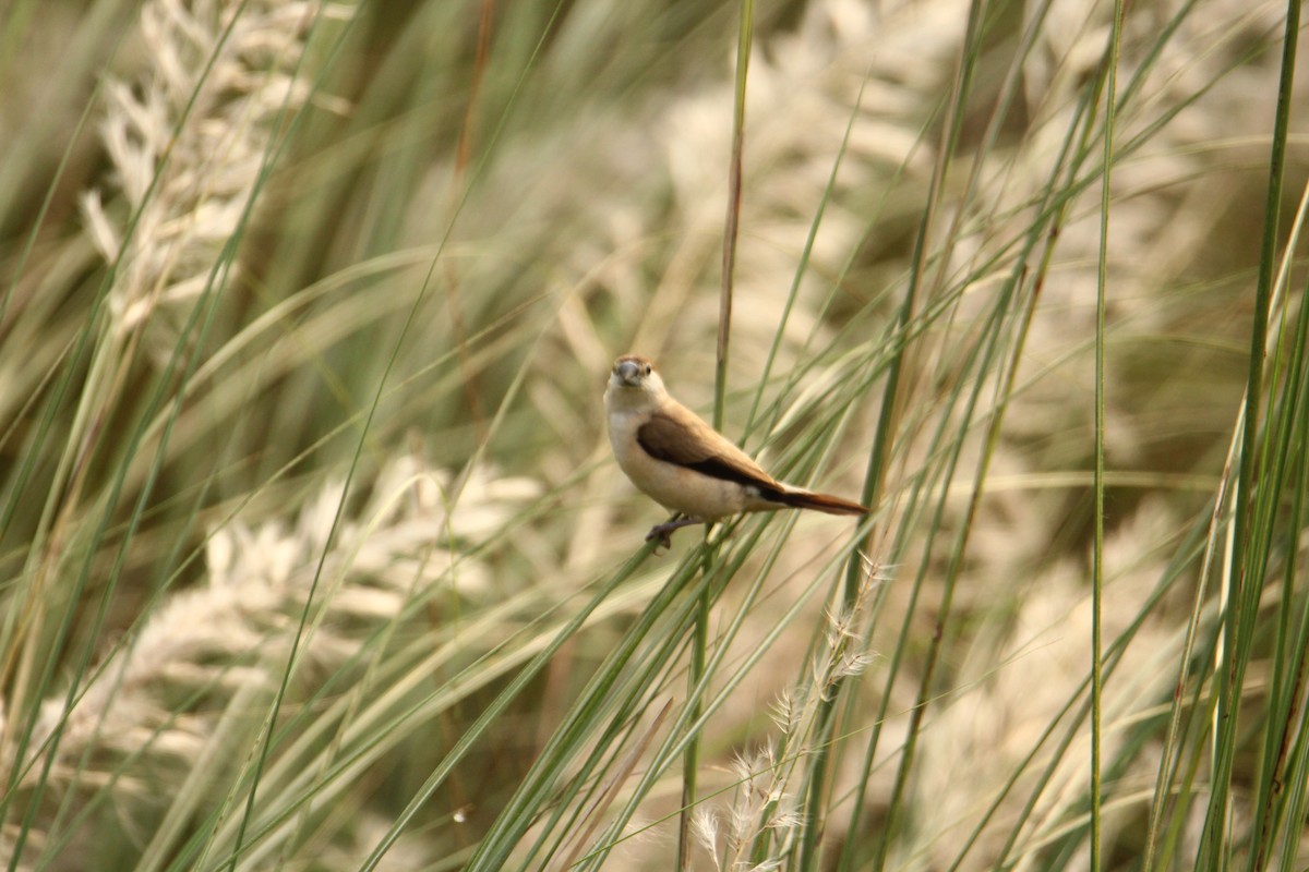 Indian Silverbill - ML620743384