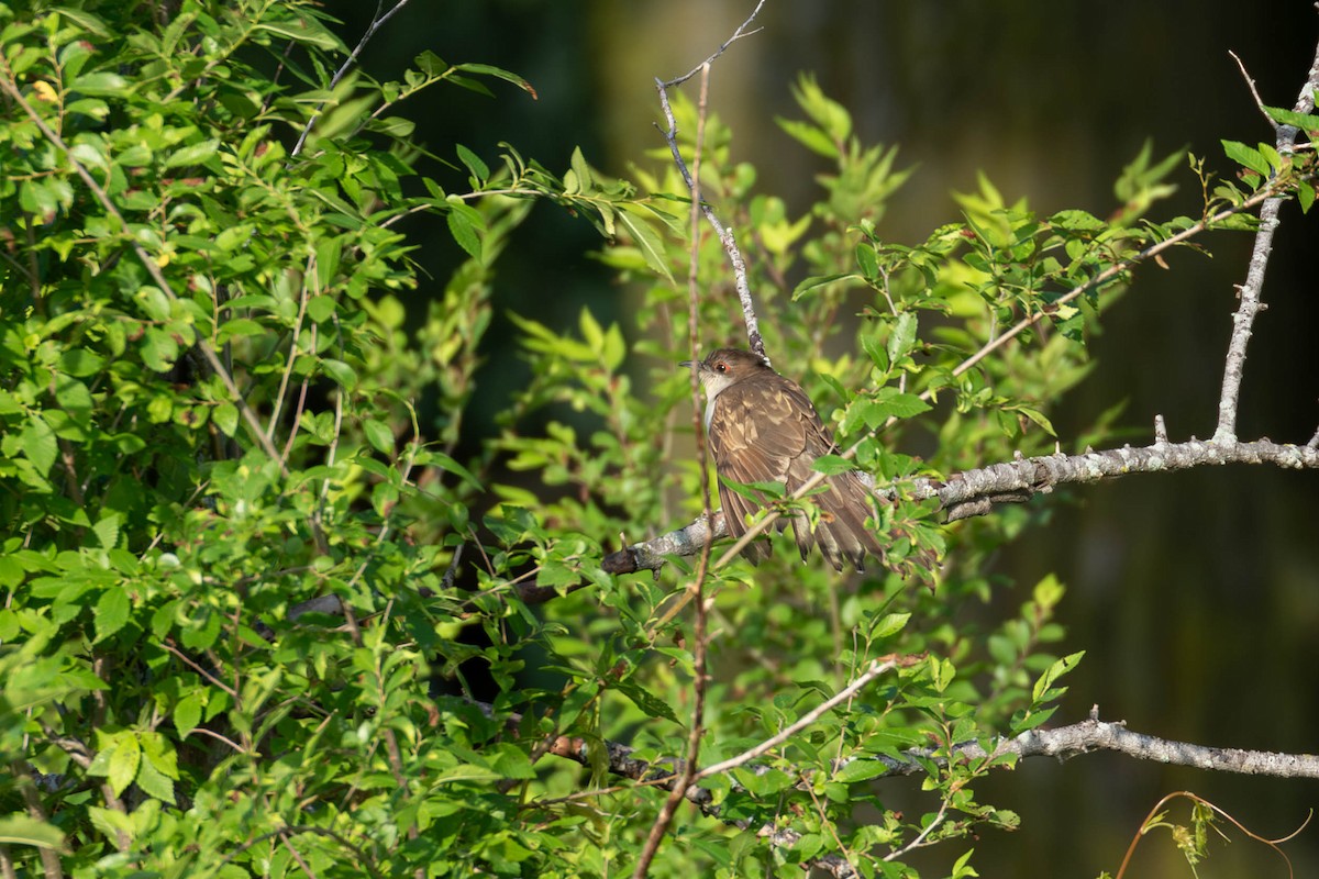 Black-billed Cuckoo - ML620743385