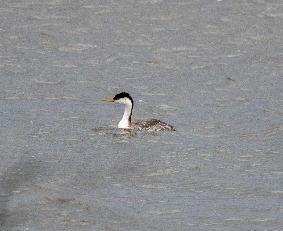 Western Grebe - ML620743386