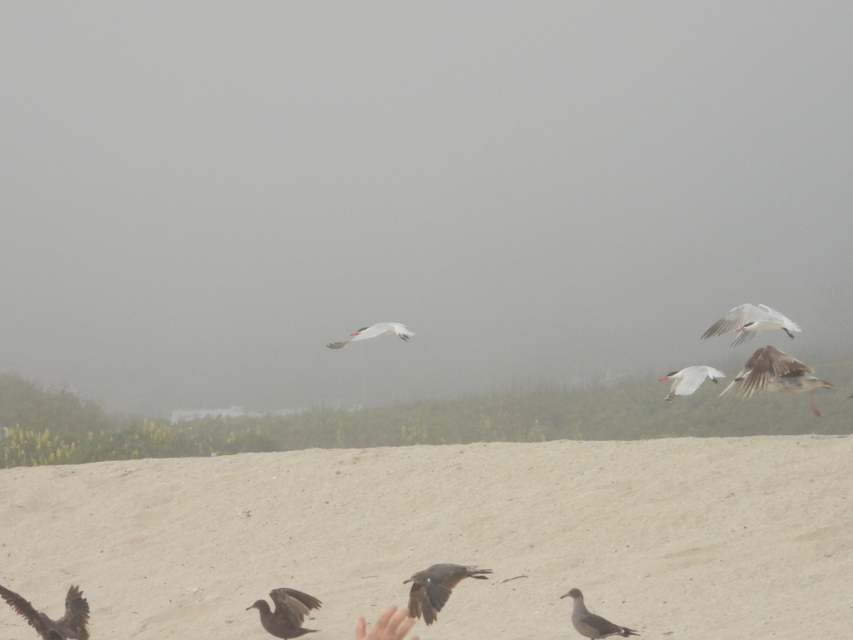 Caspian Tern - ML620743387