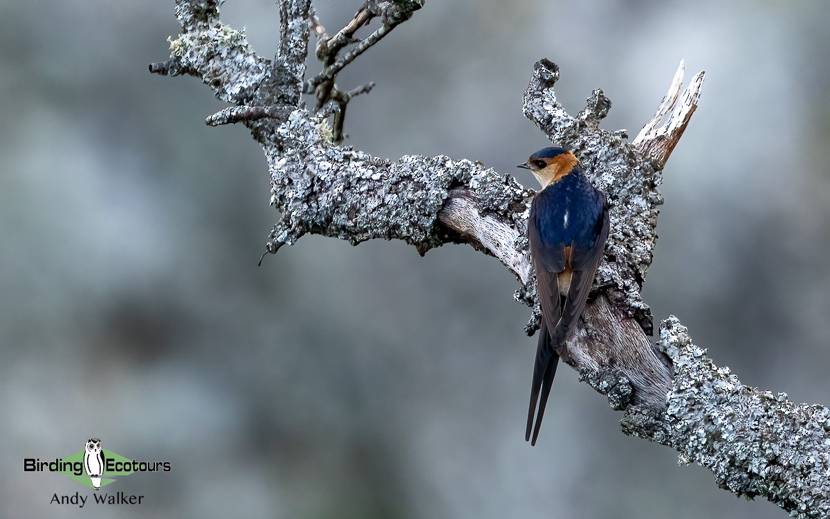 Red-rumped Swallow - ML620743389