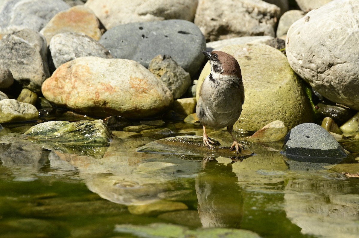 Eurasian Tree Sparrow - ML620743390