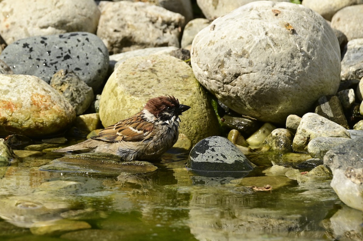 Eurasian Tree Sparrow - ML620743391