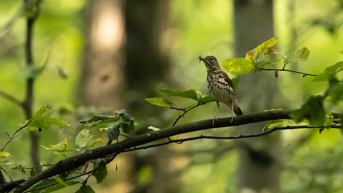 Wood Thrush - ML620743392