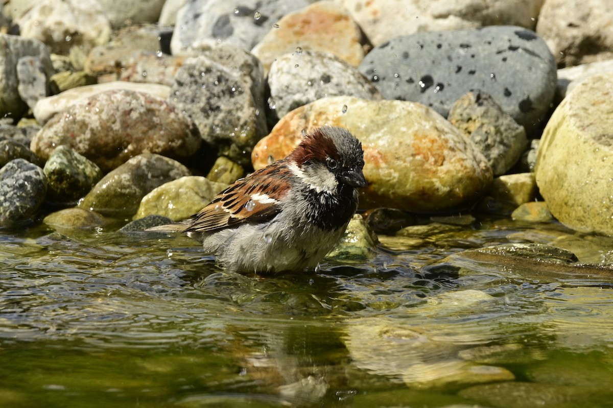 House Sparrow - ML620743400